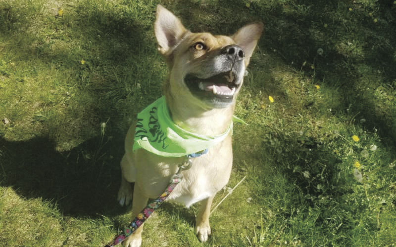 NH Humane Society Pet of the Week: Chance